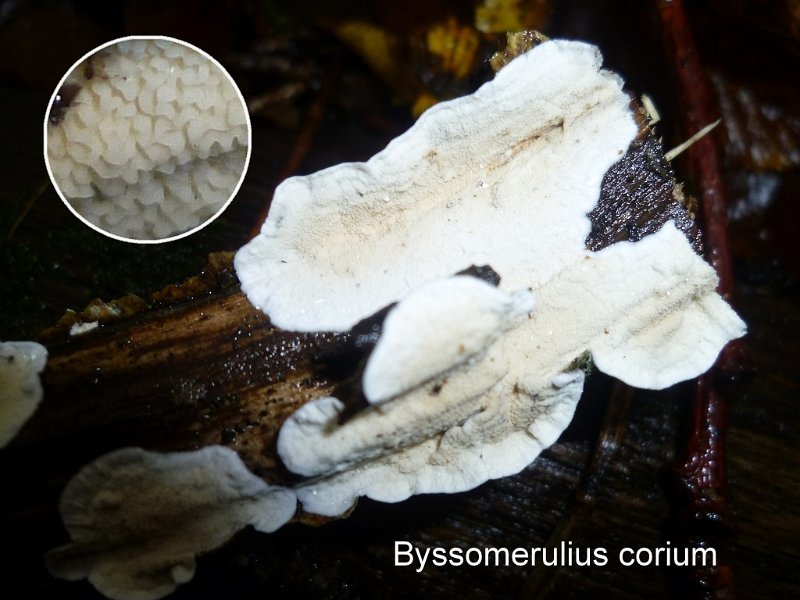 Byssomerulius corium-amf1290-2.jpg - Byssomerulius corium ; Syn1: Meruliopsis corium ; Syn2: Merulius papyrinus ; Nom français: Mérule papyracée